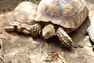 African Sulcata Tortoise Natural Habitat,Close up African spurred tortoise resting in the garden, Slow life ,Africa spurred tortoise sunbathe on ground with his protective shell ,Beautiful Tortoise