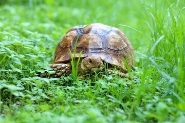 African Sulcata Tortoise Natural Habitat,Close up African spurred tortoise resting in the garden,...