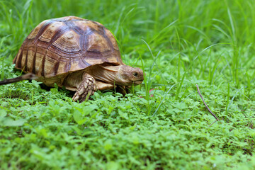 African Sulcata Tortoise Natural Habitat,Close up African spurred tortoise resting in the garden,...