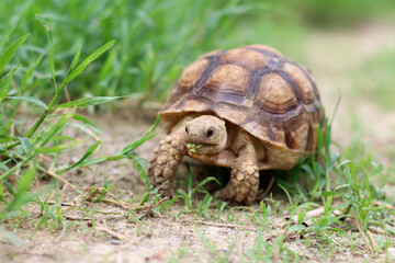 African Sulcata Tortoise Natural Habitat,Close up African spurred tortoise resting in the garden, Slow life ,Africa spurred tortoise sunbathe on ground with his protective shell ,Beautiful Tortoise