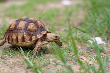 African Sulcata Tortoise Natural Habitat,Close up African spurred tortoise resting in the garden,...