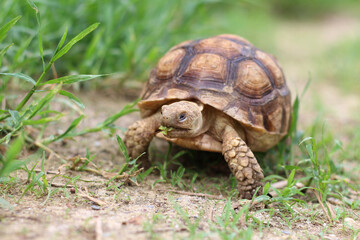 African Sulcata Tortoise Natural Habitat,Close up African spurred tortoise resting in the garden, Slow life ,Africa spurred tortoise sunbathe on ground with his protective shell ,Beautiful Tortoise