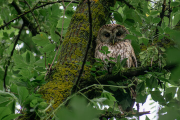 owl on a branch
