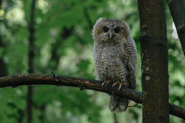 tawny owl perched on branch