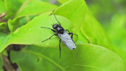 A bright insect sitting on a green background. Beetle, insect, wings, nature