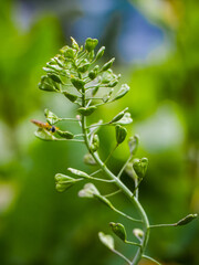 Wild flowers from Valley of Flower Nandadevi national park Uttarakhand 
