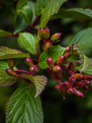 Wild flowers from Valley of Flower Nandadevi national park Uttarakhand 
