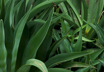 Obraz premium Green leaves in garden. Green leaves background.