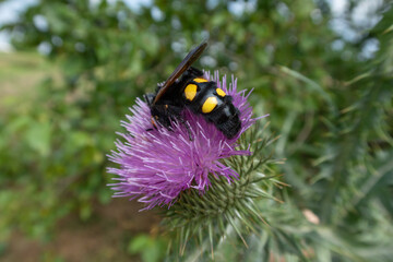 Megascolia maculata flavifrons