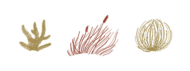 Set of hand drawn desert plants. Sand, desert, heat. Flat vector illustration.