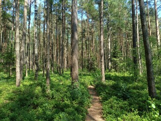 Rekyva forest during sunny summer day. Pine and birch tree woodland. Blueberry bushes are growing in woods. Sunny day with white and gray clouds in sky. Summer season. Nature. Rekyvos miskas.