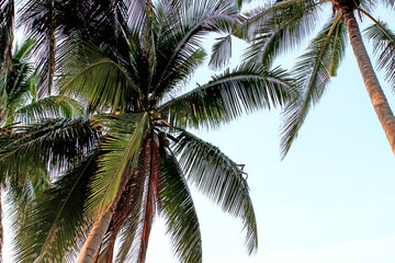 Experience tranquil island vibes with palm trees, blue sky, and serene nature outdoors