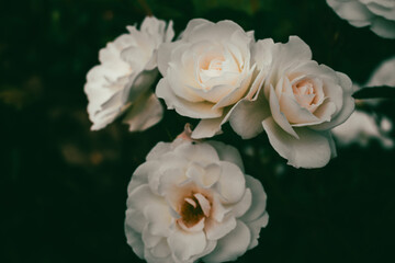 White roses on dark green background, toned image. Street garden flowers. Flower bed with white and pink roses. Love and romance concept. Garden roses, close up. Rose garden in bloom.