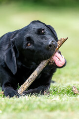 Portrait of a cute black Labrador chewing a stick in the garden