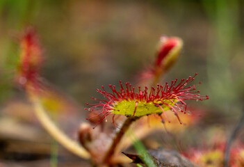 malutka drapieżna roślina - rosiczka