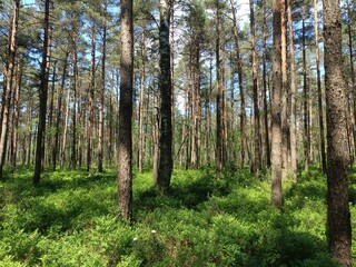 Rekyva forest during sunny summer day. Pine and birch tree woodland. Blueberry bushes are growing in woods. Sunny day with white and gray clouds in sky. Summer season. Nature. Rekyvos miskas.