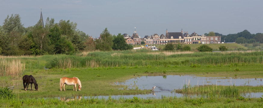 horses graze near ameide on the shore of river lek in the netherlands
