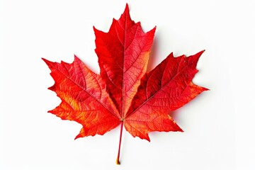 Red maple leaf as an autumn symbol as a seasonal themed concept as an icon of the fall weather isolated on white background