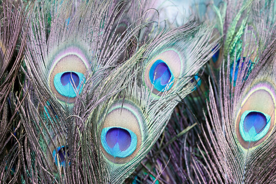 Peacock feathers sold at the Batu Caves market in Kuala Lumpur.