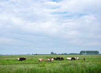 herd of ponies in meadow in the green heart of holland