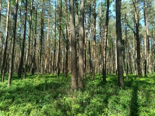 Rekyva forest during sunny summer day. Pine and birch tree woodland. Blueberry bushes are growing in woods. Sunny day with white and gray clouds in sky. Summer season. Nature. Rekyvos miskas.