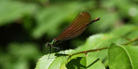 caloptéryx, demoiselle 1 © Guy Pracros