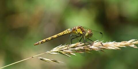 libellule jaune 2