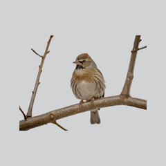 A bird sits on the branch