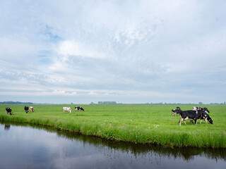 spotted black and white cows in green grassy dutch meadow near canal