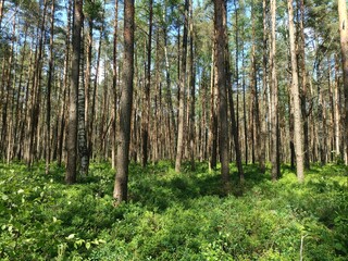 Rekyva forest during sunny summer day. Pine and birch tree woodland. Blueberry bushes are growing in woods. Sunny day with white and gray clouds in sky. Summer season. Nature. Rekyvos miskas.