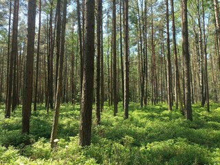 Rekyva forest during sunny summer day. Pine and birch tree woodland. Blueberry bushes are growing in woods. Sunny day with white and gray clouds in sky. Summer season. Nature. Rekyvos miskas.