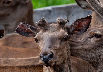 Maral farming in the East Kazakhstan region in Kazakhstan. June 19, 2007