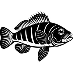 Wrasse fish silhouette vector art illustration.