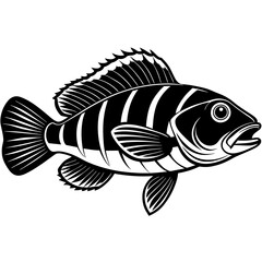 Wrasse fish silhouette vector art illustration.