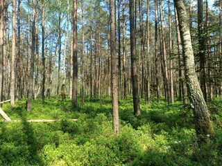 Rekyva forest during sunny summer day. Pine and birch tree woodland. Blueberry bushes are growing in woods. Sunny day with white and gray clouds in sky. Summer season. Nature. Rekyvos miskas.