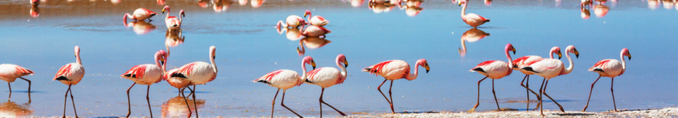 Flamingo in Bolivia