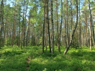 Naklejka premium Rekyva forest during sunny summer day. Pine and birch tree woodland. Blueberry bushes are growing in woods. Sunny day with white and gray clouds in sky. Summer season. Nature. Rekyvos miskas.