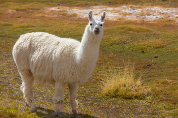 Fototapeta premium Llama