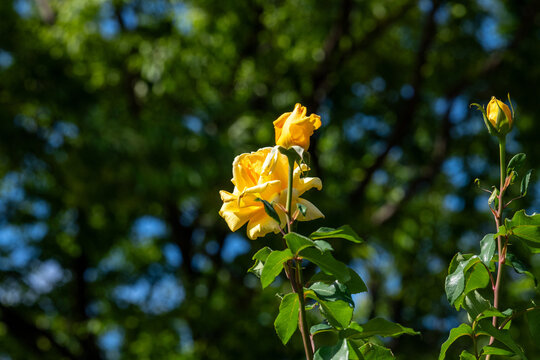 薔薇　マルコポーロ