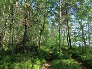 Rekyva forest and lake during sunny summer day. Pine and birch tree woodland. Wavy lake. Bushes and small trees are growing in woods. Sunny day with white clouds in sky. Nature. Rekyvos miskas.