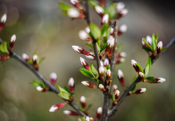 Cherry flowers buds. Selective focus with shallow depth of field.