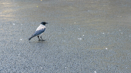 Hooded crow walking on the asphalt. Selective focus.