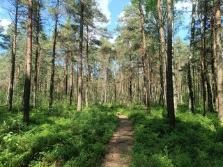 Rekyva forest and lake during sunny summer day. Pine and birch tree woodland. Wavy lake. Bushes and small trees are growing in woods. Sunny day with white clouds in sky. Nature. Rekyvos miskas.