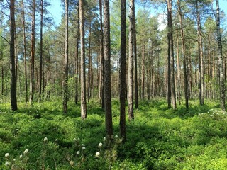 Rekyva forest and lake during sunny summer day. Pine and birch tree woodland. Wavy lake. Bushes and small trees are growing in woods. Sunny day with white clouds in sky. Nature. Rekyvos miskas.