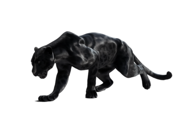 A black panther is walking on a white background transparency background PNG