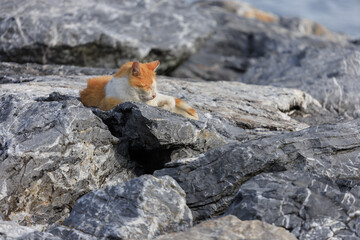 Cats and kittens on the streets of Istanbul