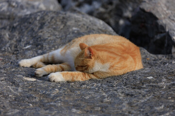 Cats and kittens on the streets of Istanbul