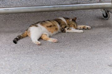 Obraz premium Cats and kittens on the streets of Istanbul