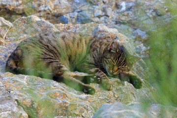 Cats and kittens on the streets of Istanbul