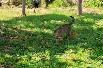 Cats and kittens on the streets of Istanbul